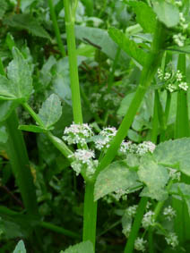 Apium nodiflorum